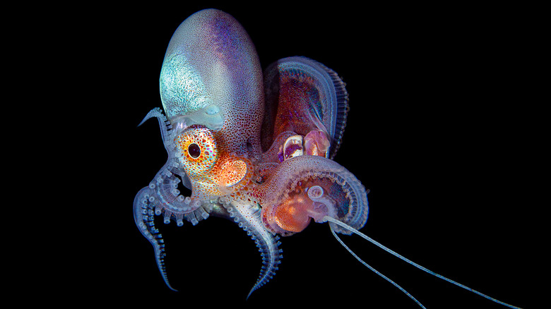 Blanket octopus