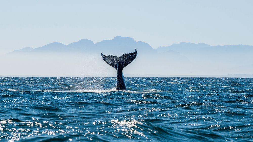 Whale in ocean