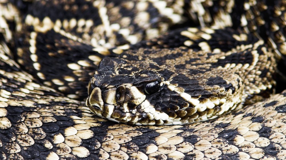 Rattlesnake