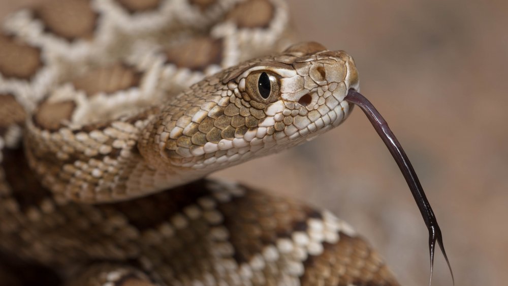 Here's How To Survive An Encounter With A Rattlesnake
