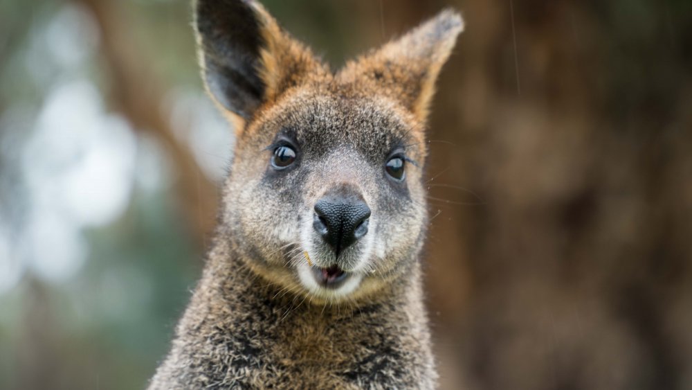 A photograph of a surprised-looking wallaby.