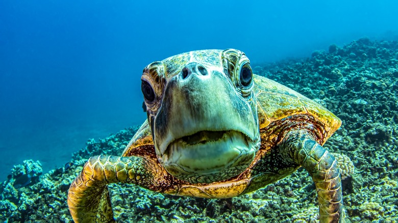 Close up of sea turtle underwater