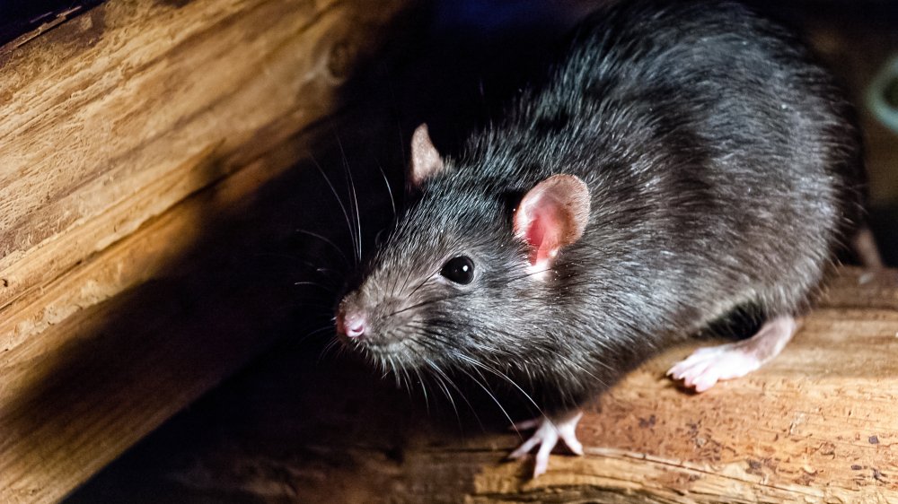 rat
