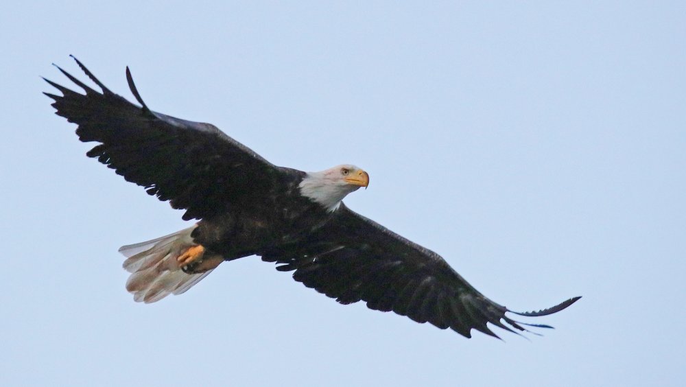 Bald eagle