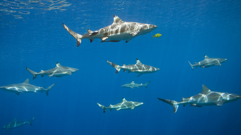 Shark friendship