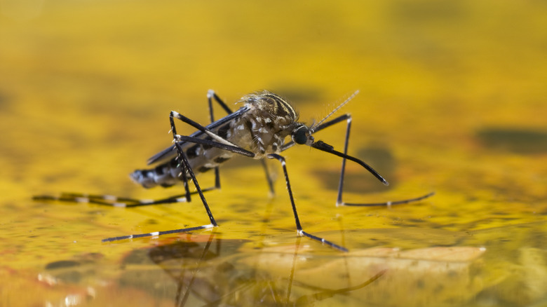 Mosquito on surface of water