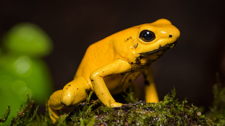 a golden poison frog