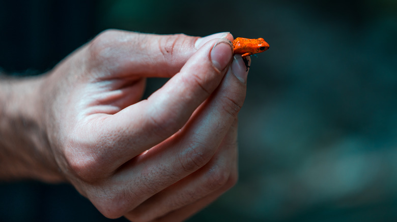 poison dart frog in hand