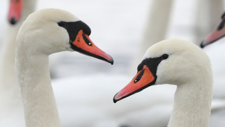 White swans afloat