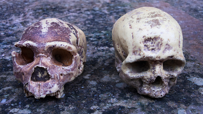 skulls of hominids