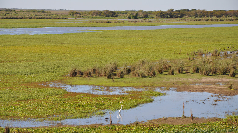 green Wetlands with small pockets of water