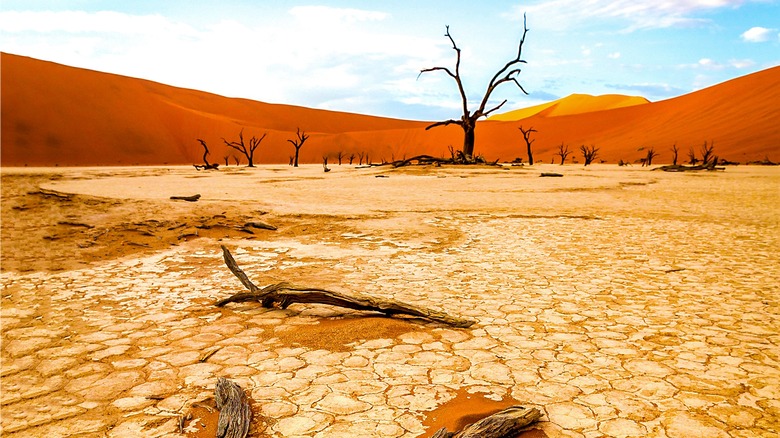 An arid landscape with cracked mud and dead trees.