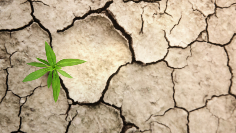 A plant growing in parched soil.