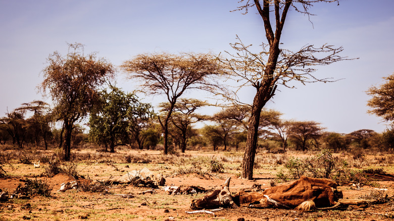 devastating drought