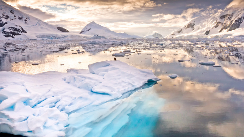 paradise bay antarctica