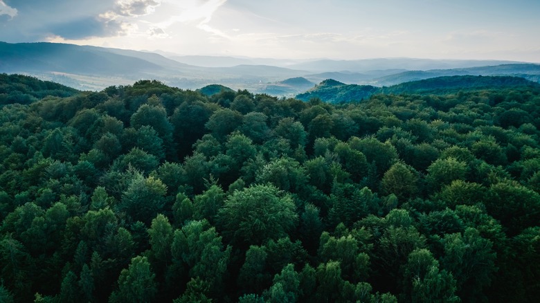 Arial view of rainforest 