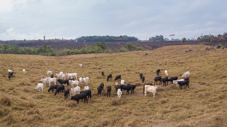 Farm in the Amazon rainforest in Para