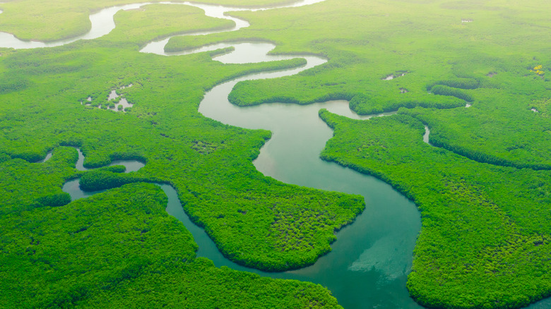 Amazon river