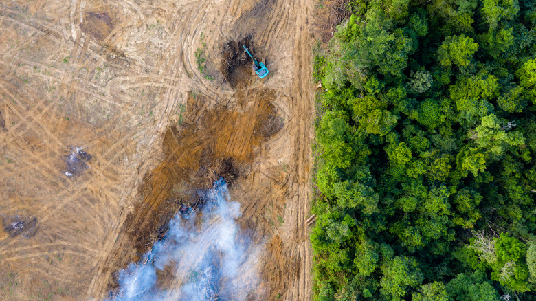 Deforestation in Amazon rainforest