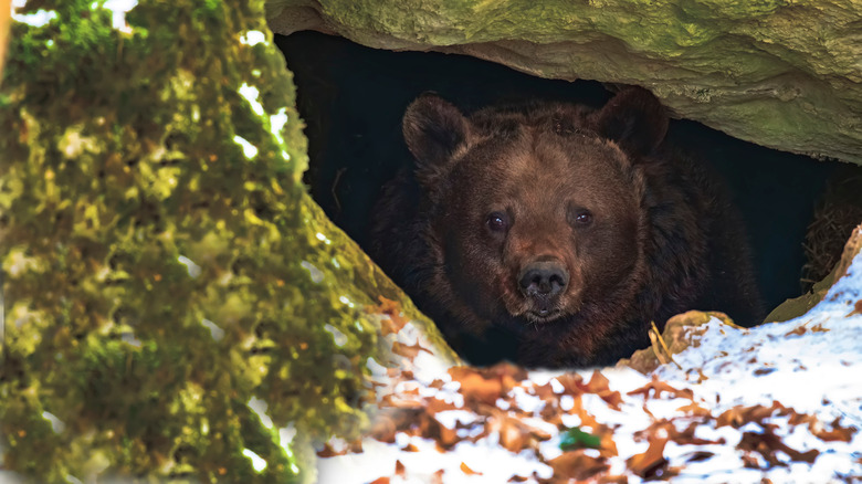 hibernating bear