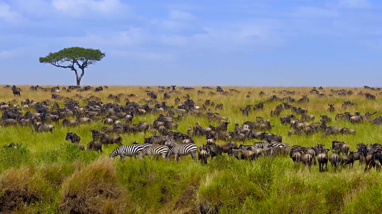 mass animal migration