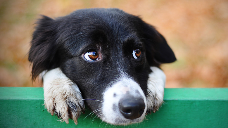 Dog close up on fence