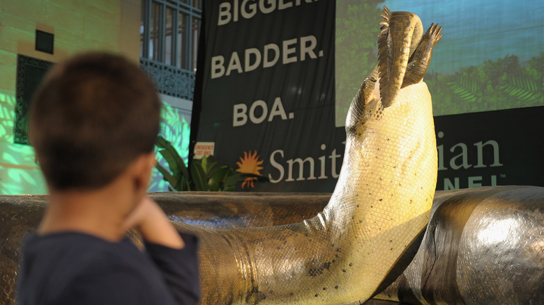 boy looking at replica of Titanoboa