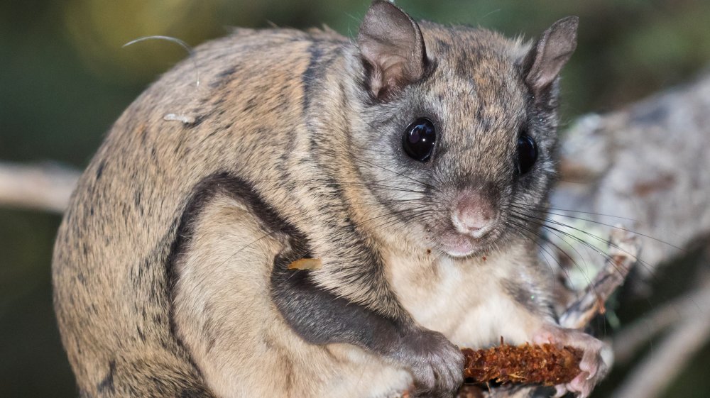 flying squirrel whatsyoursign flying squirrel whatsyoursign