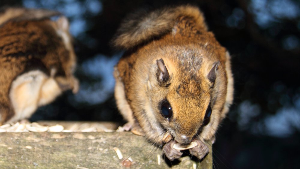 Japanese Dwarf Flying Squirrel