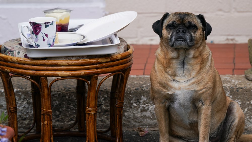 A dog only a mother could love