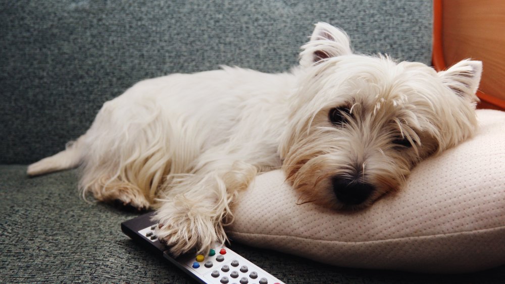 Dog with a remote