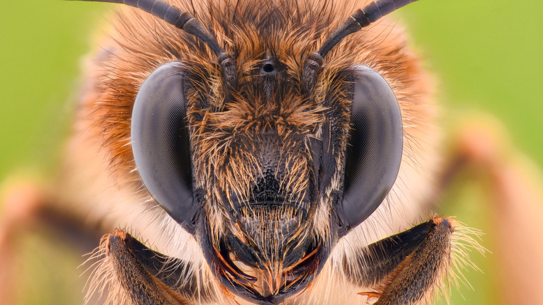 Honeybee close up