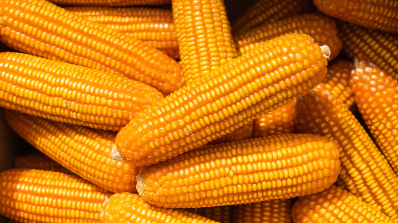 a pile of corn cobs