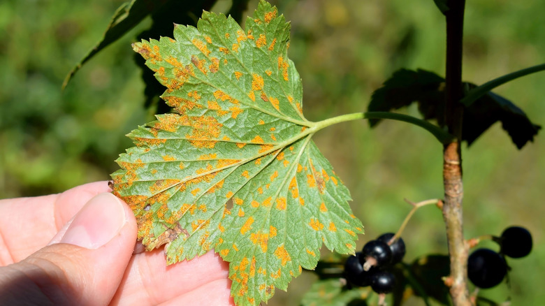 white pine blister rust 
