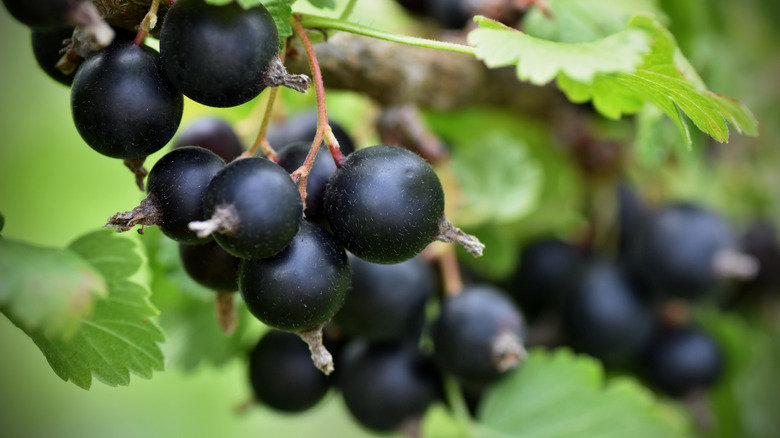 blackcurrant leaves