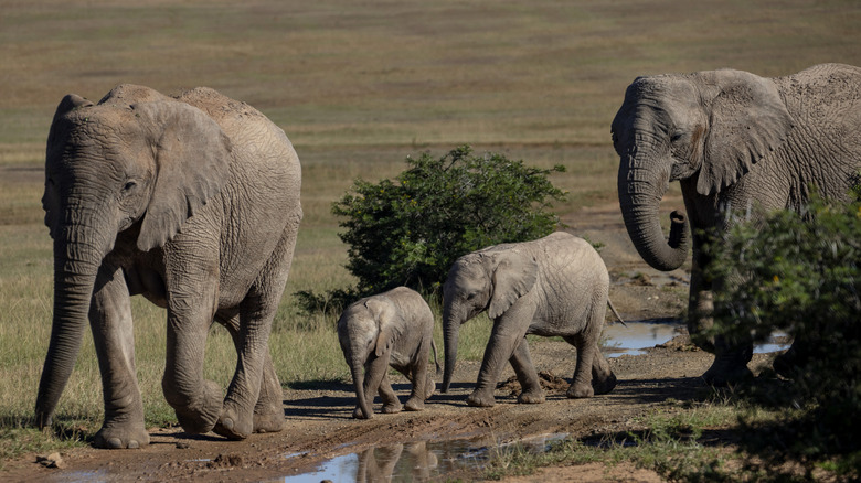 Elephant herd walking together