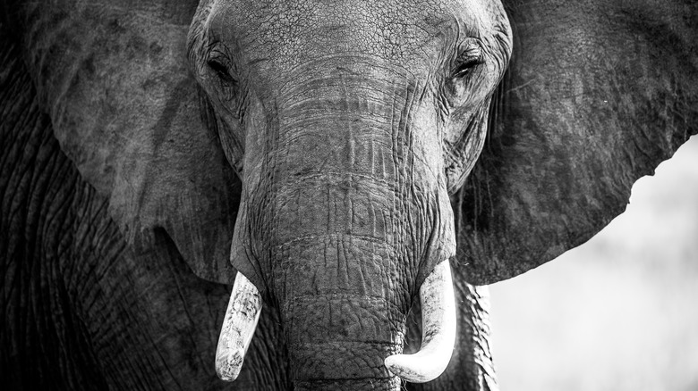 Adult Elephant with tusks