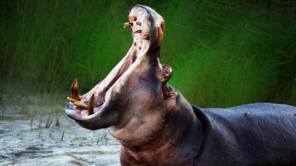 Hippo