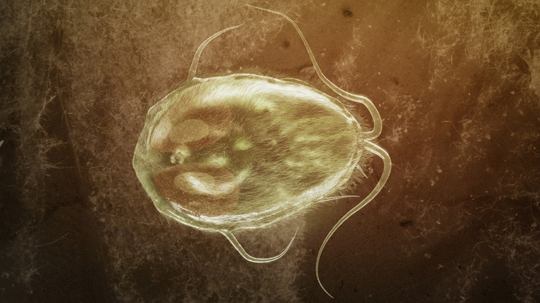 rendering of giardia parasite