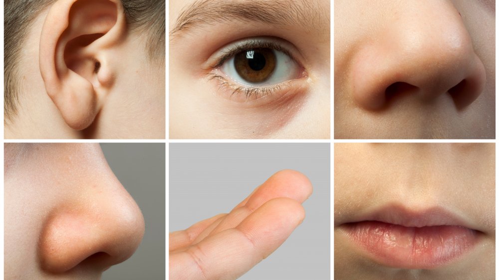 Close-up photographs of different sensory organs, including eyes, ears, nose, and mouth.