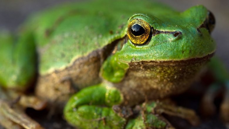giant frog fossil historical