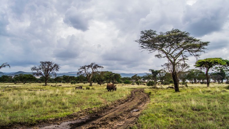 The African savanna