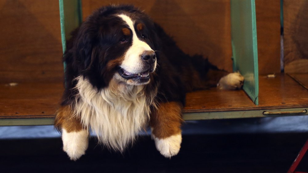 bernese mountain dog