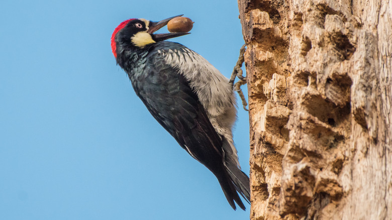 Acorn Woodpecker with acorn in mouth
