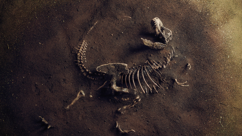 A dead dinosaur is immortalized in the dirt