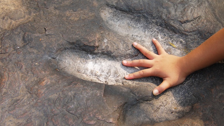 Kids can discover a fossil, too