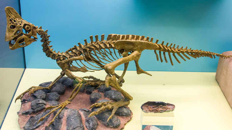 A small dinosaur sits in a museum