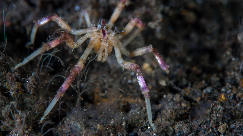 sea spider underwater