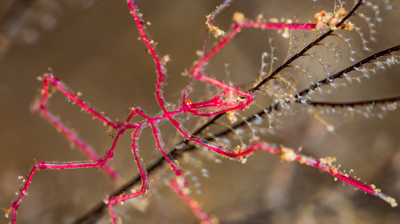 sea spider under water