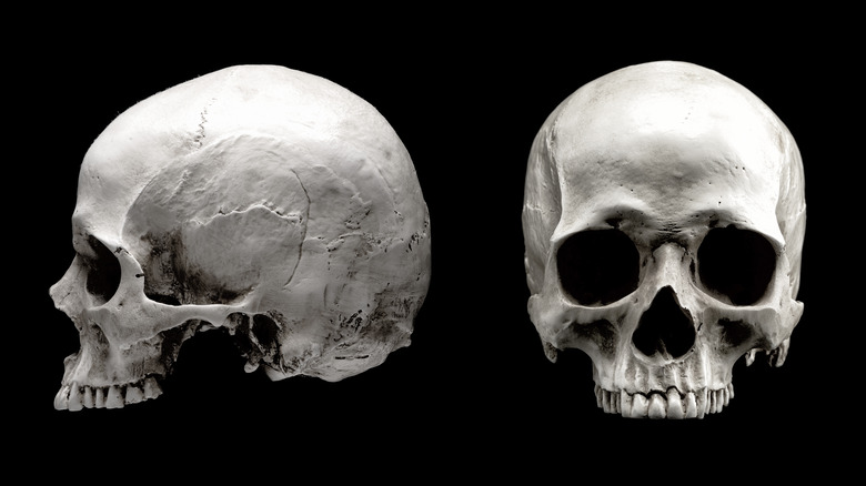 Human skull teeth